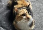 Pretty Princesa