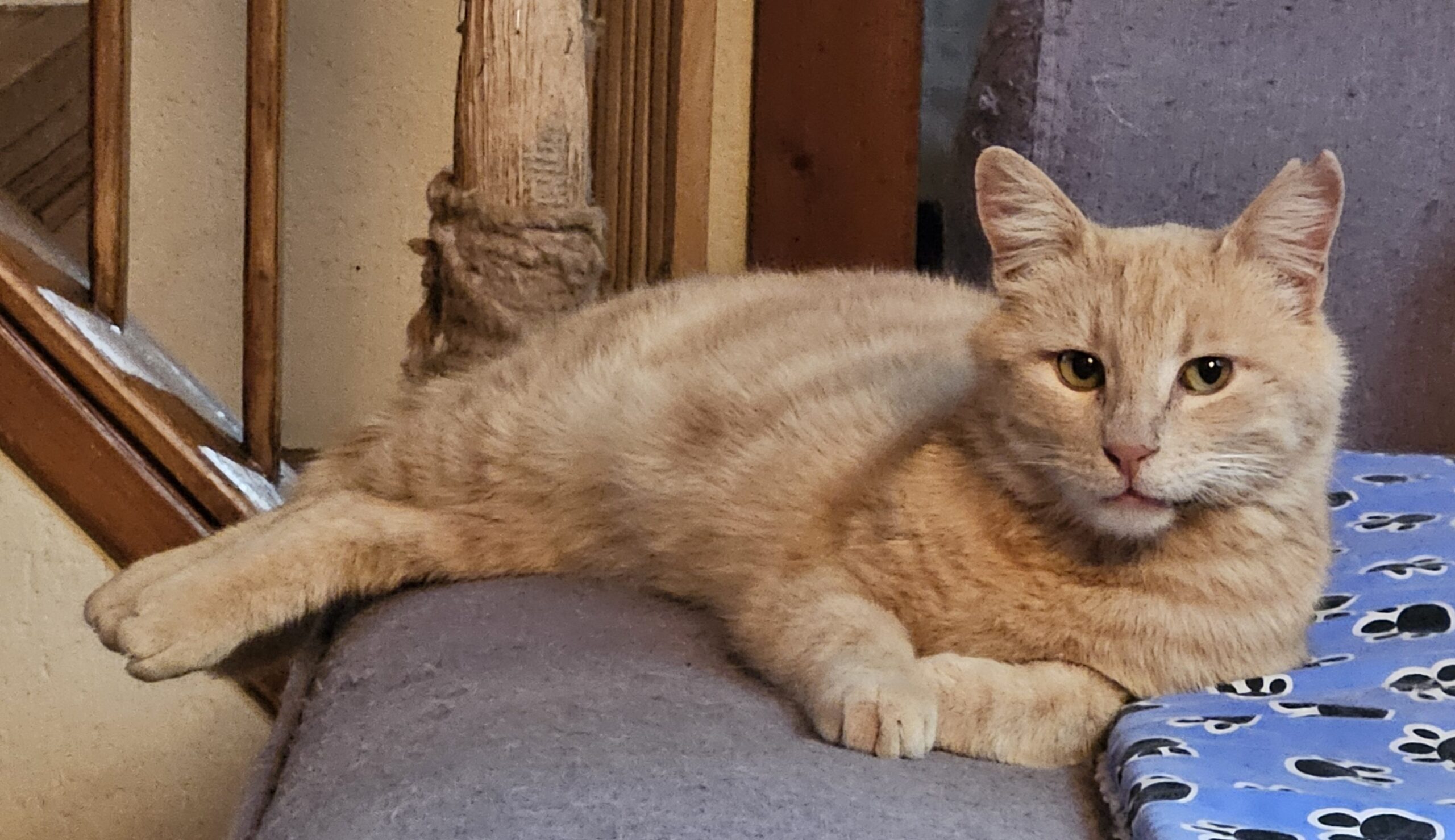 Special Squeaky