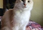 Pretty Priti