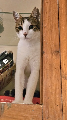 Tranquil Tiggs