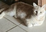 Special Squeaky