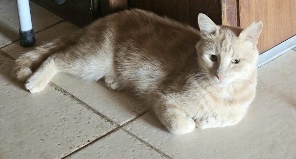 Special Squeaky