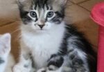 KITTENS!