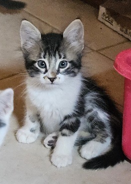 KITTENS!