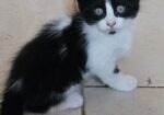 KITTENS!