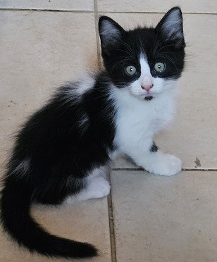 KITTENS!