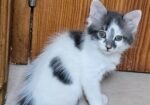 KITTENS!