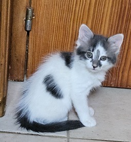 KITTENS!