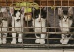 KITTENS!