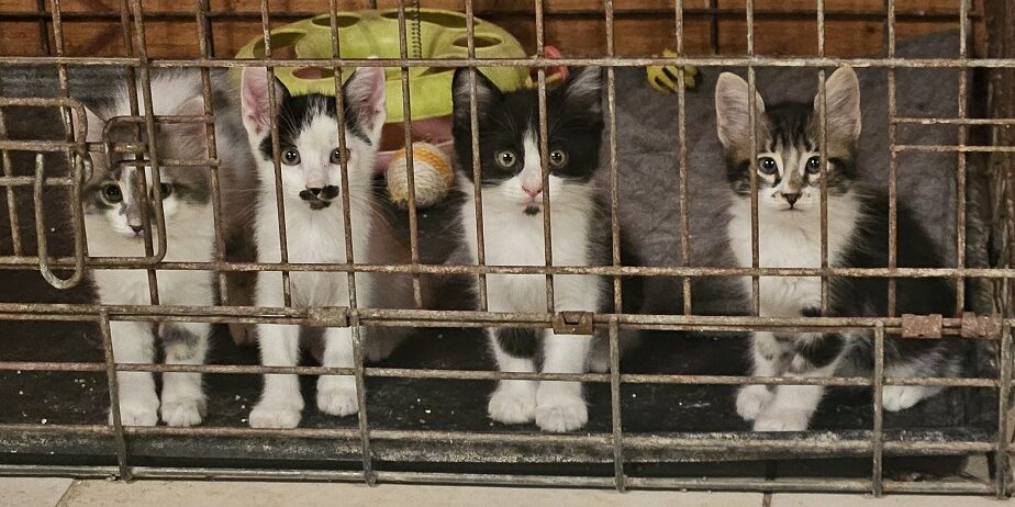 KITTENS!