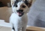KITTENS!