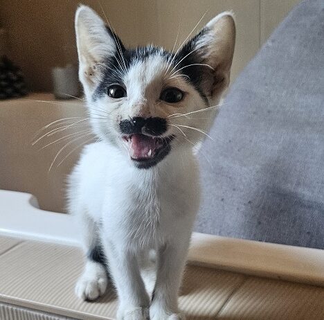 KITTENS!