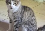Marvelous Meatball