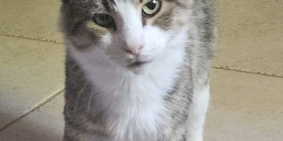 Marvelous Meatball
