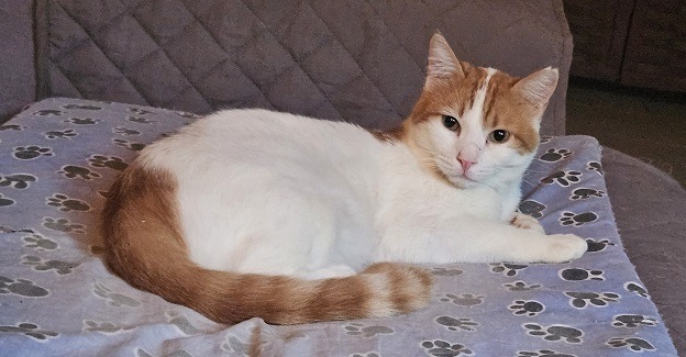 Handsome Haru (meaning Spring)
