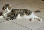Marvelous Meatball