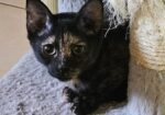 Little Leify