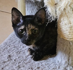 Little Leify