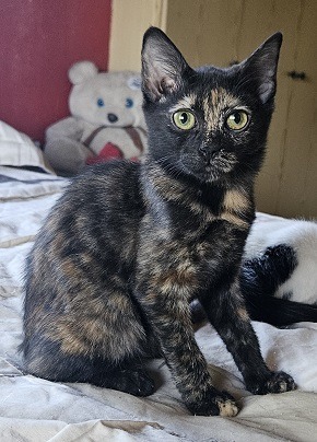 Little Leify
