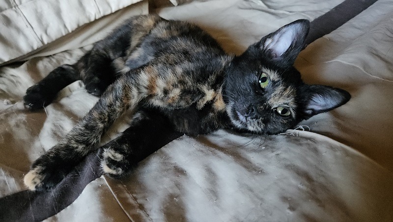 Little Leify