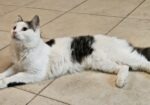 Adorable Aslan