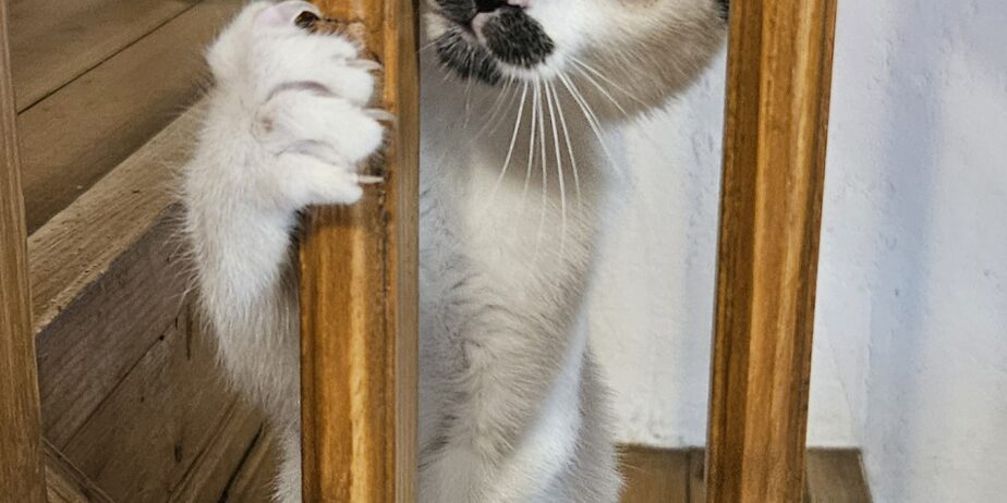 KITTENS! Blueberry and Balli