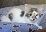 KITTENS! Blueberry and Balli