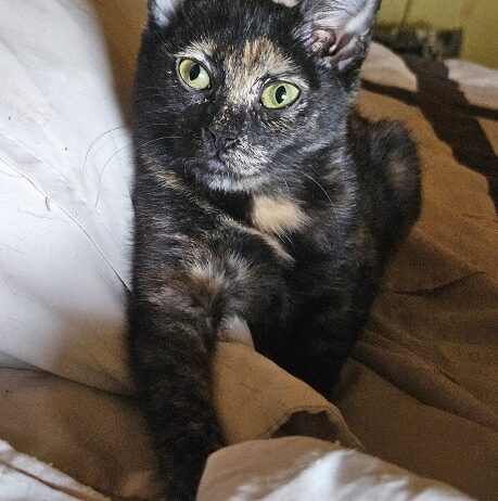 Little Leify