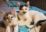 KITTENS! Blueberry and Balli