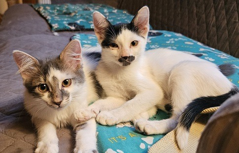 KITTENS! Blueberry and Balli