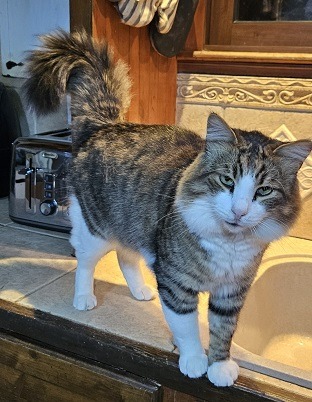 Marvelous Meatball