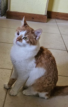 Brave Bubba