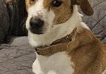 TERRIER TEDDY