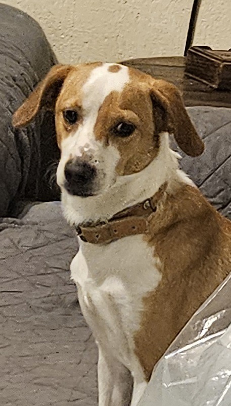 TERRIER TEDDY
