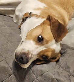 TERRIER TEDDY