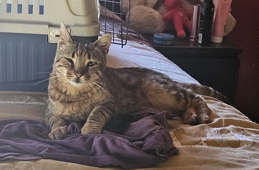 Playful Parisa