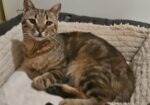 Playful Parisa