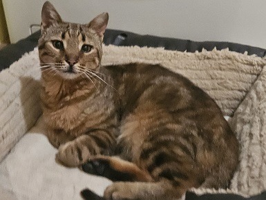 Playful Parisa