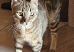 Playful Parisa