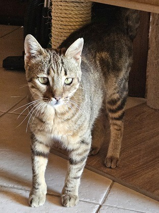 Playful Parisa