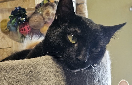 Delightful Dora