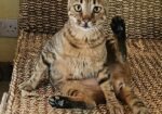 Playful Parisa