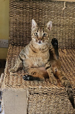 Playful Parisa