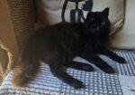 Black Beauty Biana