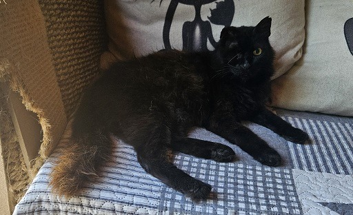 Black Beauty Biana