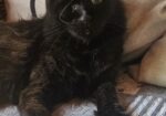 Black Beauty Biana