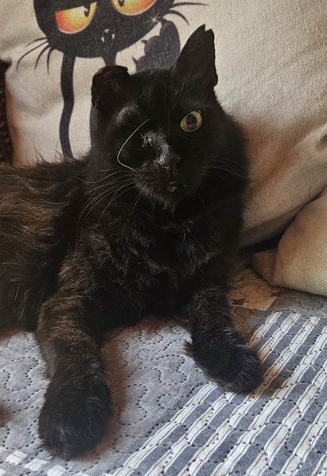 Black Beauty Biana