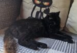 Black Beauty Biana