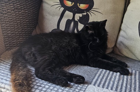 Black Beauty Biana