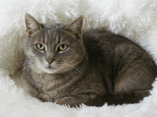 Copilot_20260207_153727